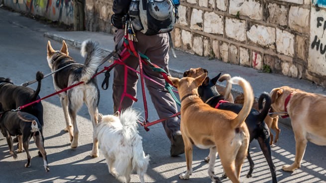 paseos para perros como idea de negocio