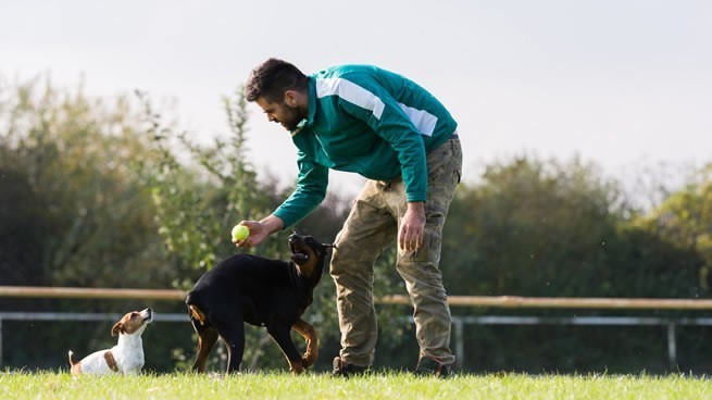 adiestramiento de perros