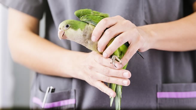 veterinaria especializada en aves y mascotas exóticas